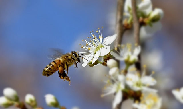 The Sweet Secrets of Acacia Honey