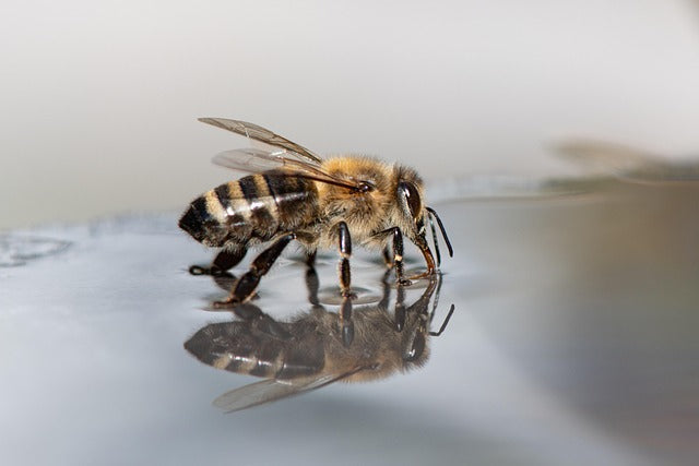 The Sweet Secrets of Linden Honey: A Taste of Nature's Nectar