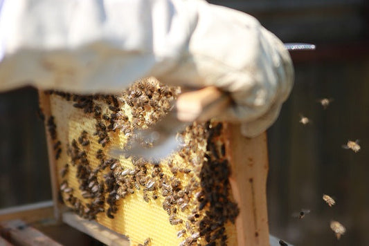 Sustainable Beekeeping: Supporting Local Honey Producers